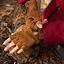 Suede leather fingerless gloves, brown