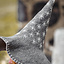 Witch hat with stars, grey