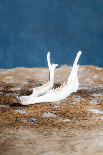 Lower jaw of roe deer