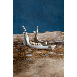 Lower jaw of roe deer