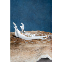 Lower jaw of red deer