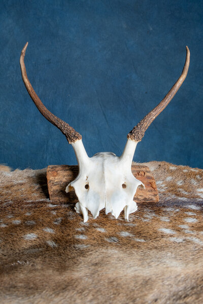 Skull Red Deer Cernunnos