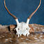 Skull Red Deer Cernunnos