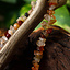 Necklace Birka