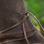 Viking boots Oseberg, brown