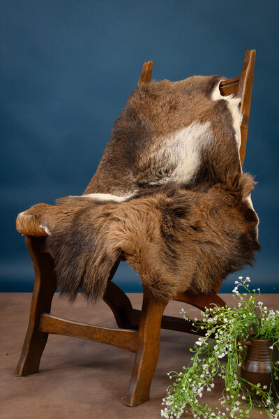Sheepskin mouflon, dark