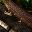 Viking scramaseax Hugin and Munin