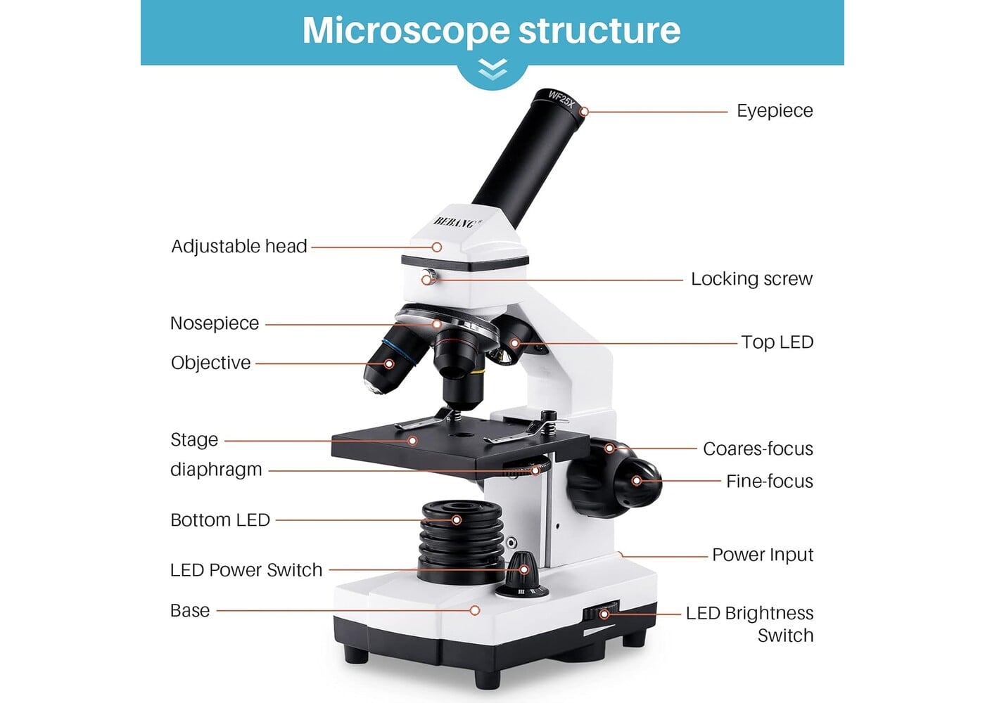 Rexar Professional Biological Microscope 100X–2000X with LED Illumination and Smartphone Adapter
