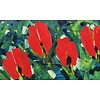 Ad van Hassel | Rode tulpen in het groen