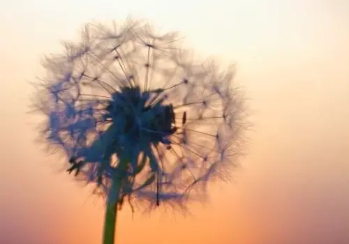 Cadeau Mémoire Cadeau Mémoire