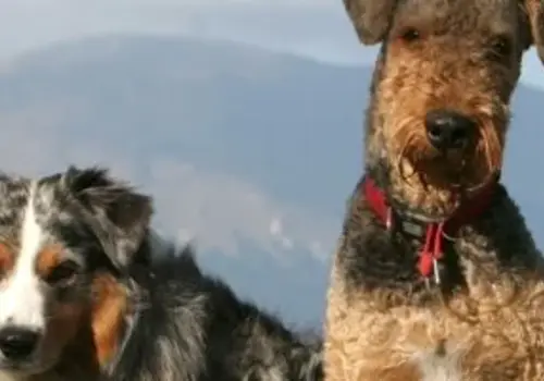 Cadeau Animaux Cadeau Animaux