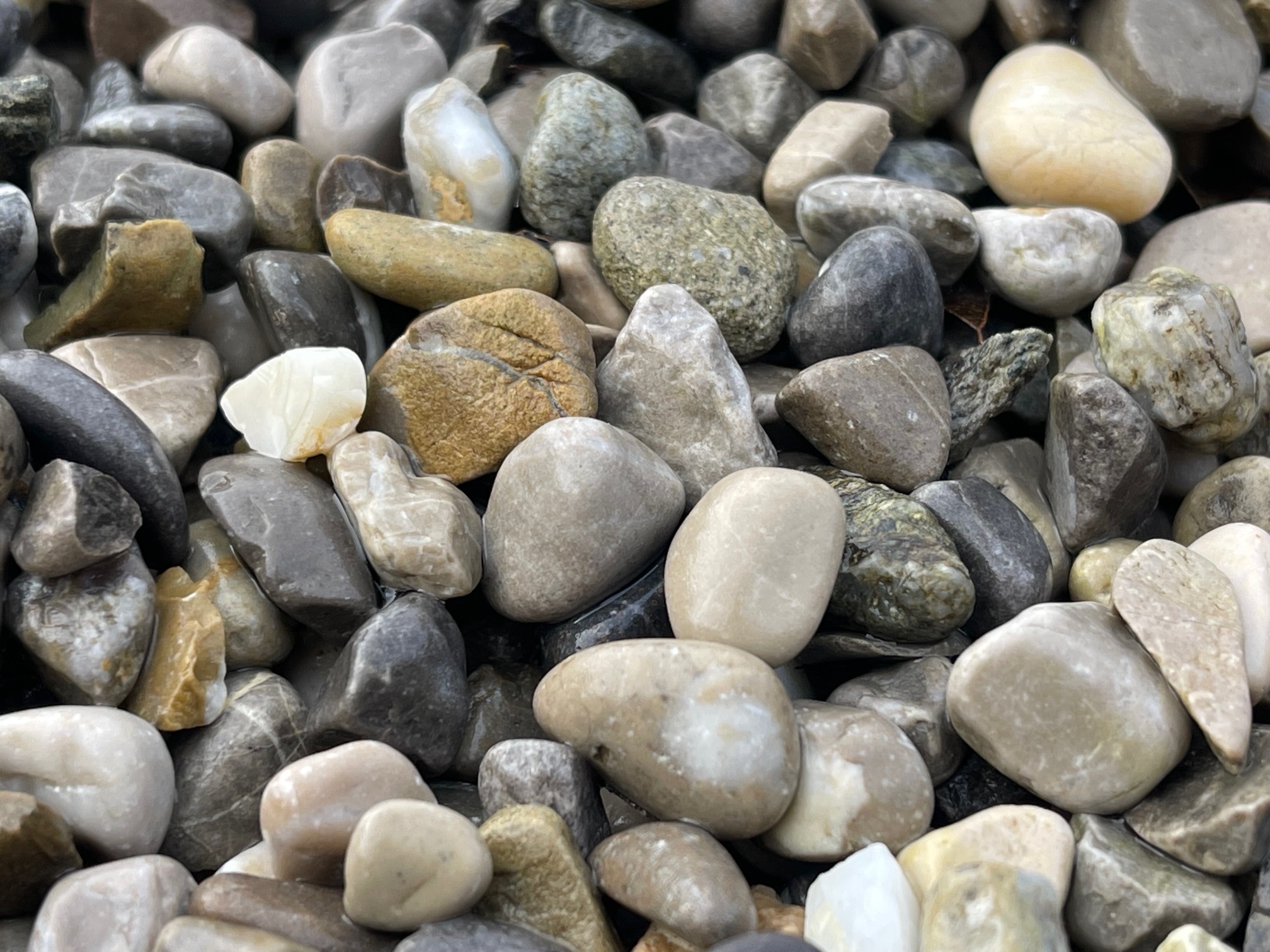 Alpen siergrind (losgestort)