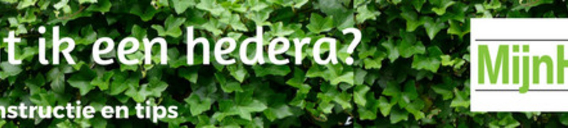 Hoe plant ik een hedera?