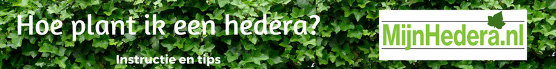 Hoe plant ik een hedera?