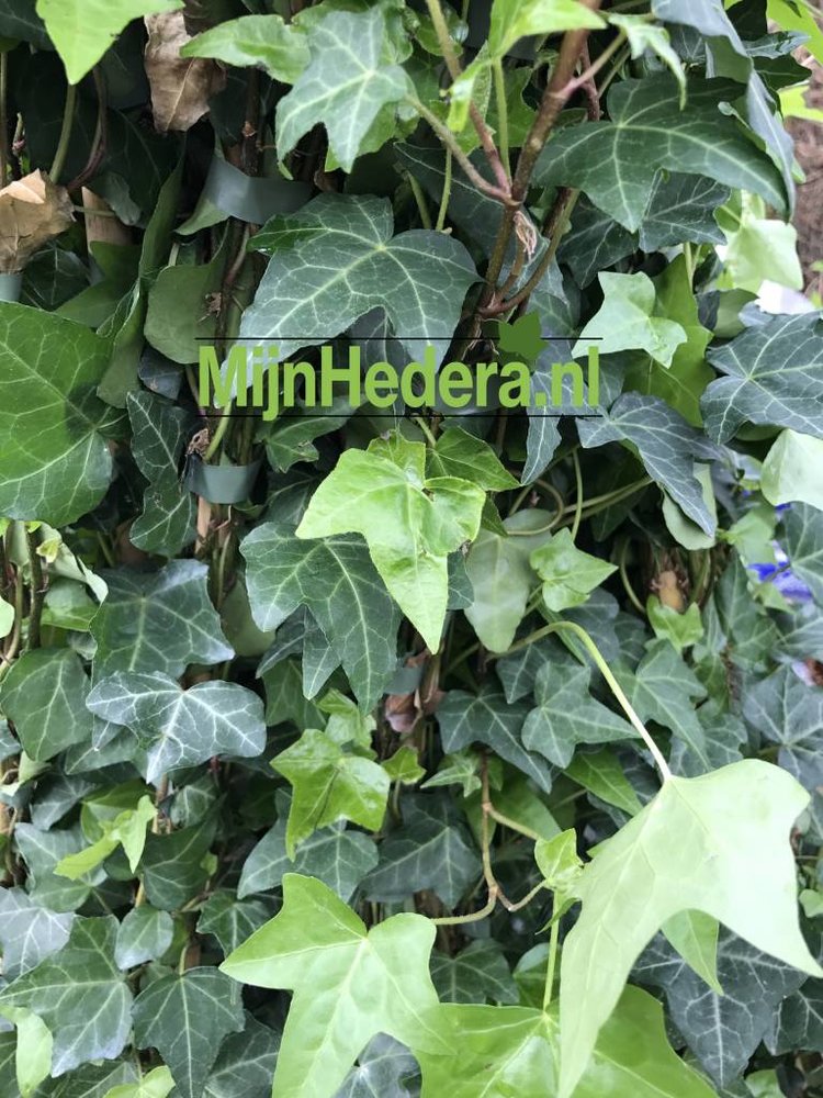 Kleinbladige Klimop hedera helix 80-100cm hoog