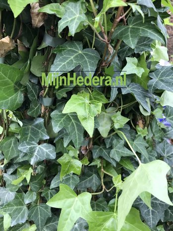 Kleinbladige Klimop hedera helix 80-100cm hoog