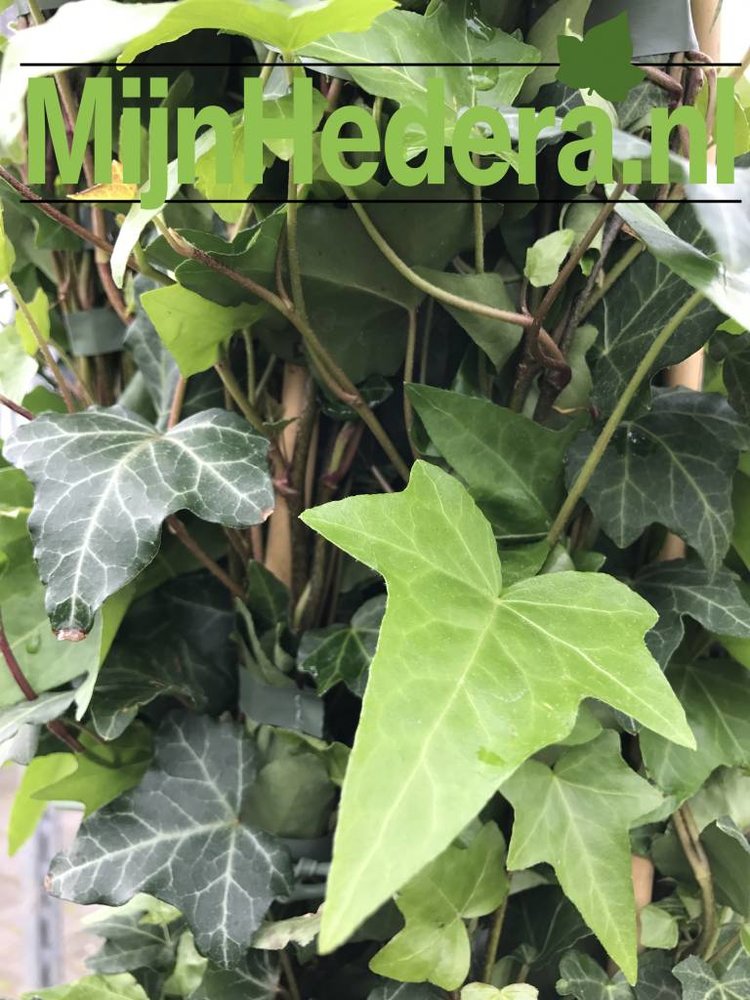 Kleinbladige Klimop hedera helix 80-100cm hoog