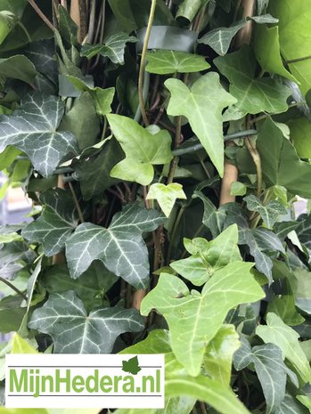 Kleinbladige Hedera Helix 150-175cm hoog