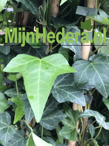 Kleinbladige Hedera Helix 150-175cm hoog