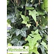 Hedera Helix 180-200cm hoog C2 potmaat Hedera Helix 180-200cm hoog C2 potmaat