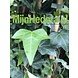 Hedera Helix 180-200cm hoog C2 potmaat Hedera Helix 180-200cm hoog C2 potmaat