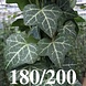 Hedera Helix 180-200cm hoog C2 potmaat Hedera Helix 180-200cm hoog C2 potmaat