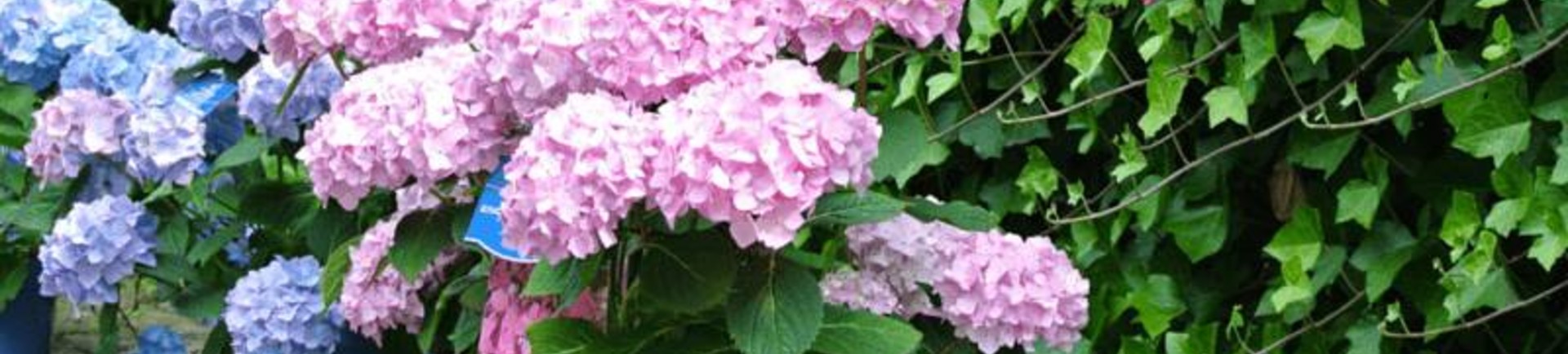 Wanneer hedera planten?