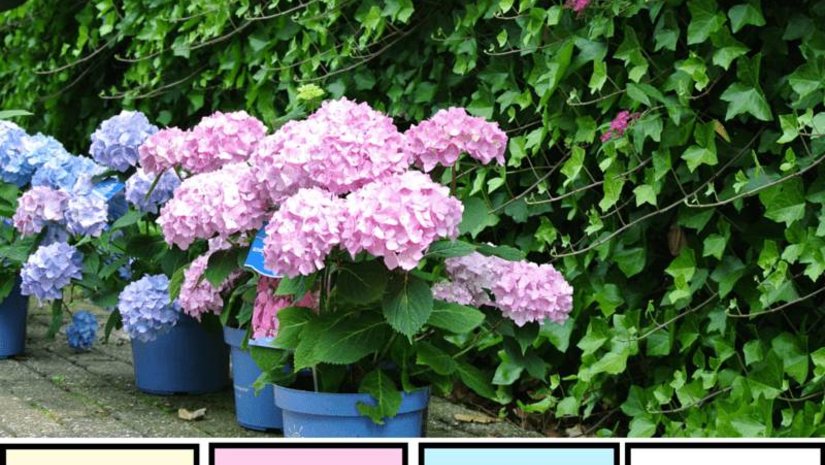 Wanneer hedera planten?