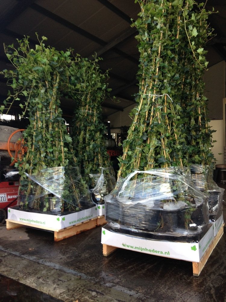 Hedera Hibernica Klimop 180-200 cm C4 potmaat Hedera Hibernica Klimop 180-200 cm C4 potmaat