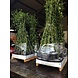 Hedera Hibernica Klimop 180/200 cm C4 Hedera Hibernica Klimop 180/200 cm C4