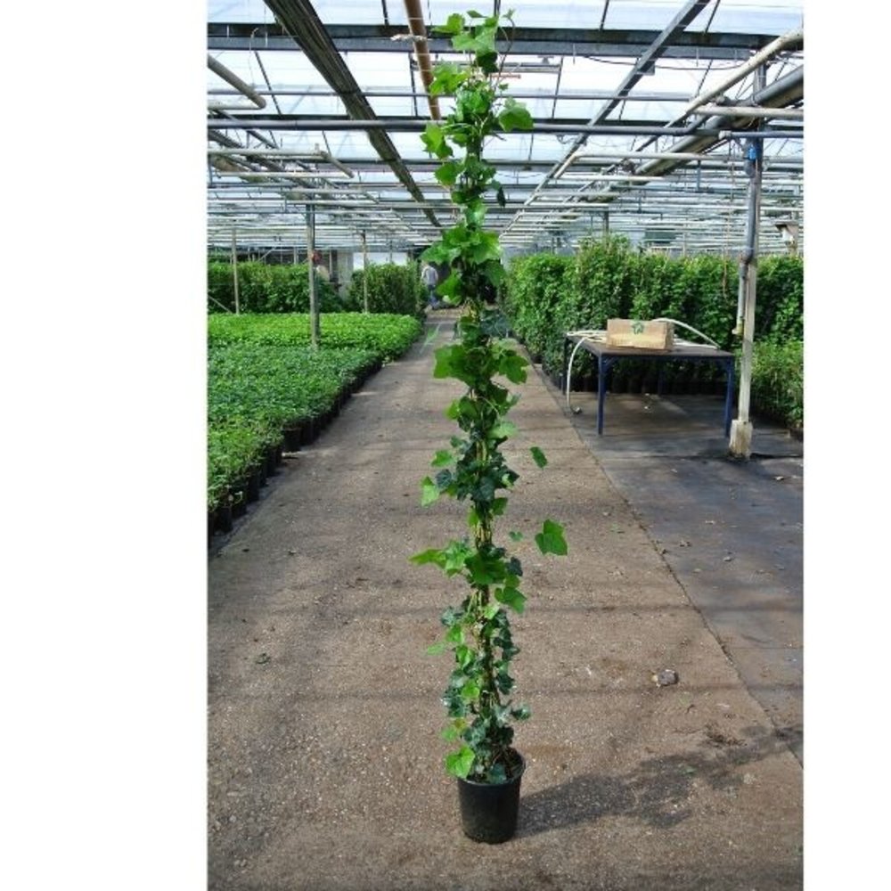 Hedera Hibernica Klimop 180-200 cm C4 potmaat Hedera Hibernica Klimop 180-200 cm C4 potmaat