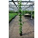 Hedera Hibernica Klimop 180/200 cm C4 Hedera Hibernica Klimop 180/200 cm C4