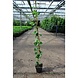Klimop plant Klimop plant