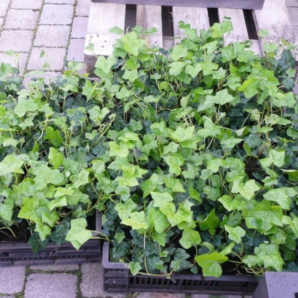 Klimop-Hedera hibernica lage klimplant bodembedekker Klimop-Hedera hibernica lage klimplant bodembedekker