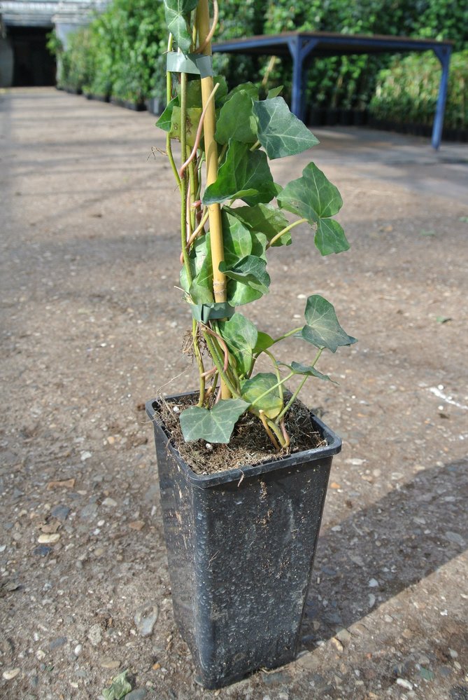 Klimop-Hedera hibernica 120-140 cm hoog Klimop-Hedera hibernica 120-140 cm hoog