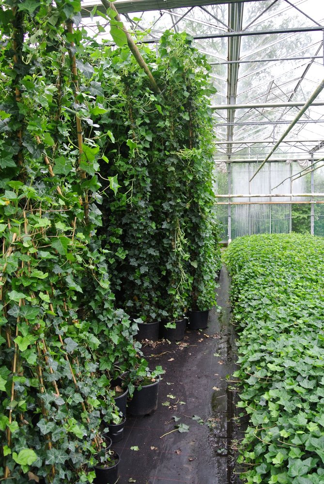 Mijnhedera Klimop-Hedera hibernica 300-310cm hoog