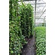 Klimop-Hedera hibernica 300-310cm hoog Klimop-Hedera hibernica 300-310cm hoog