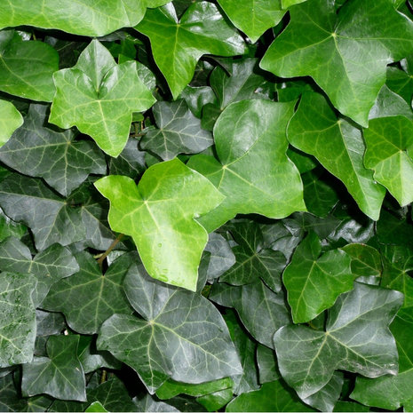 Mijnhedera Klimop-Hedera hibernica 240-250cm hoog