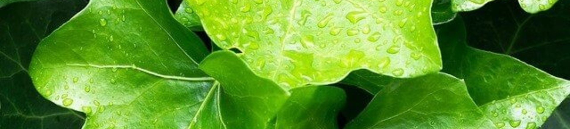 Welke Hedera klimop soort kan ik nu het best planten in mijn tuin?