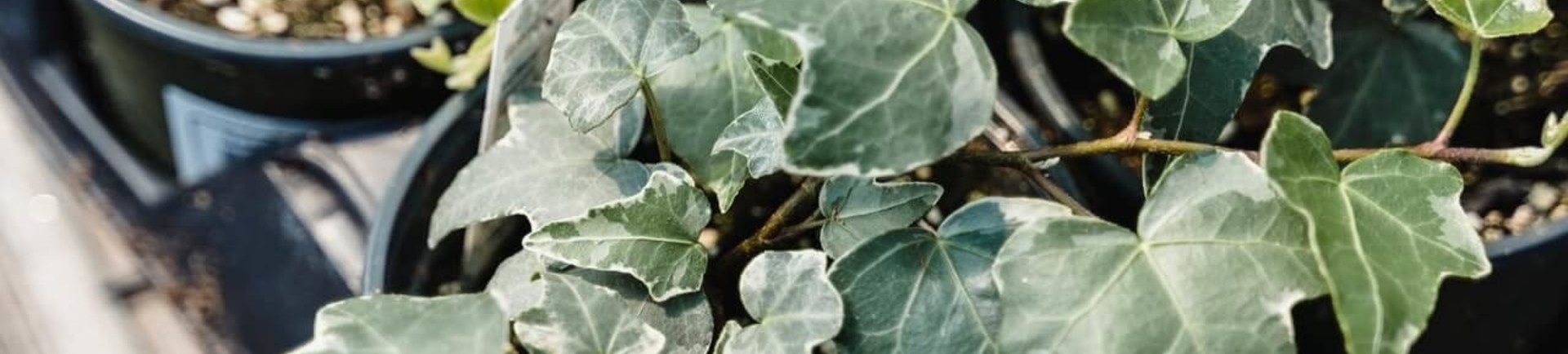 Hedera verzorging: alles wat u moet weten