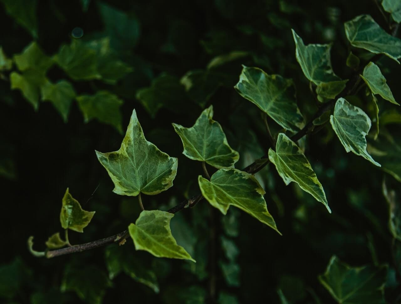 Bladluizen in de hedera in alle kleuren van de regenboog Bladluizen in de hedera in alle kleuren van de regenboog