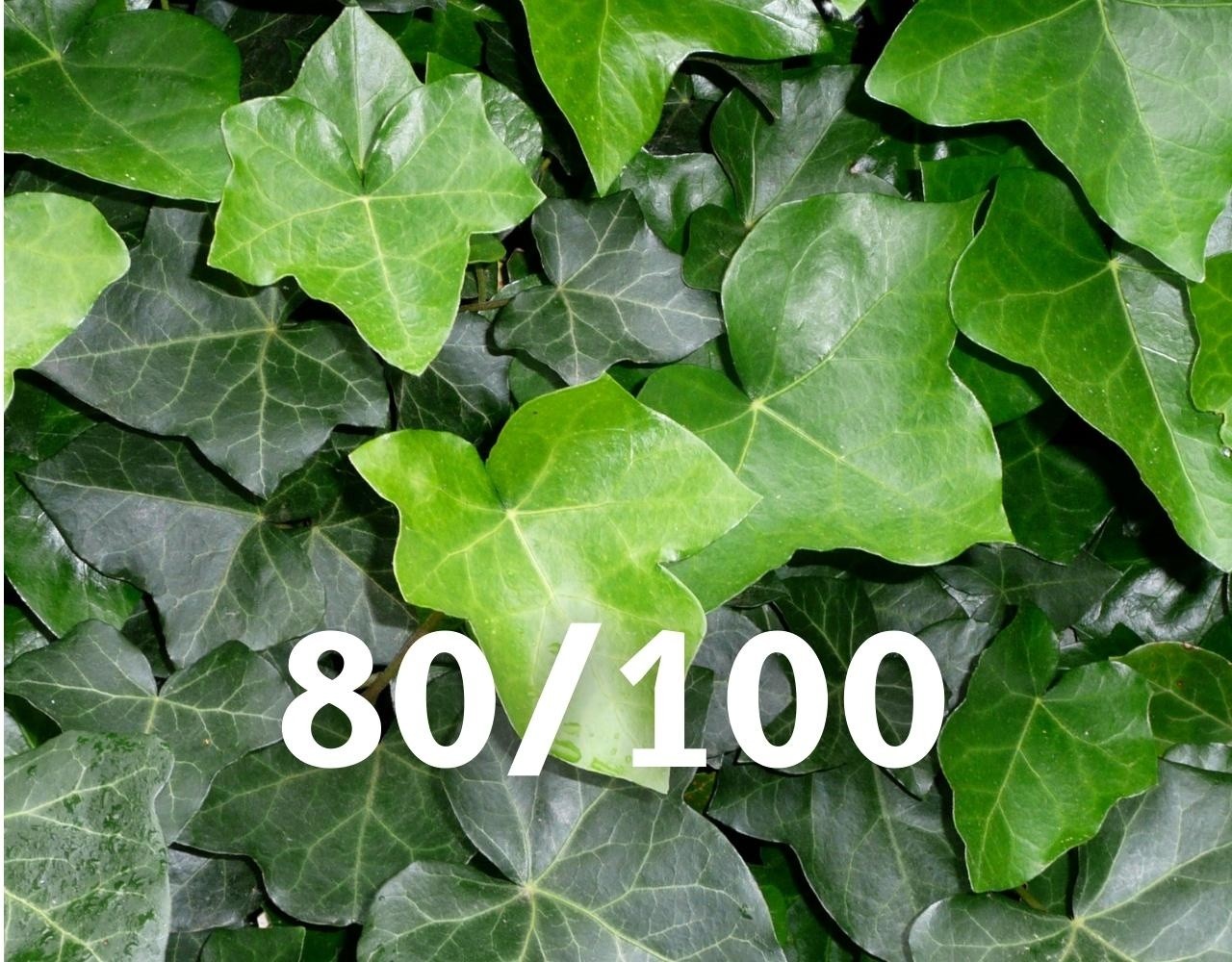 Klimop-Hedera Hibernica 80-100 cm hoog Klimop-Hedera Hibernica 80-100 cm hoog