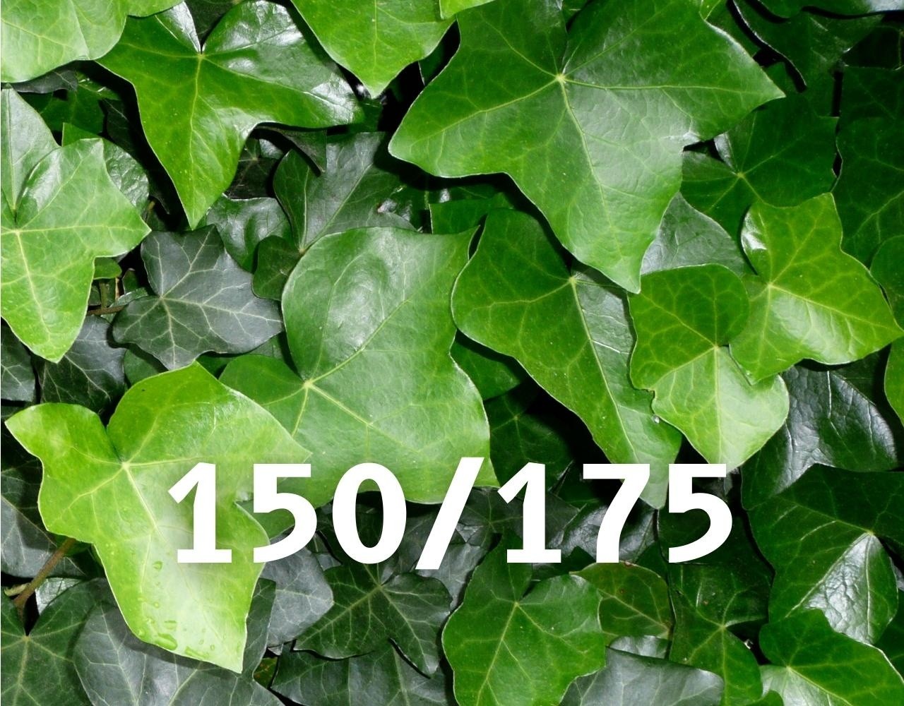 Mijnhedera Klimop Hedera hibernica 150-175cm hoog Mijnhedera Klimop Hedera hibernica 150-175cm hoog