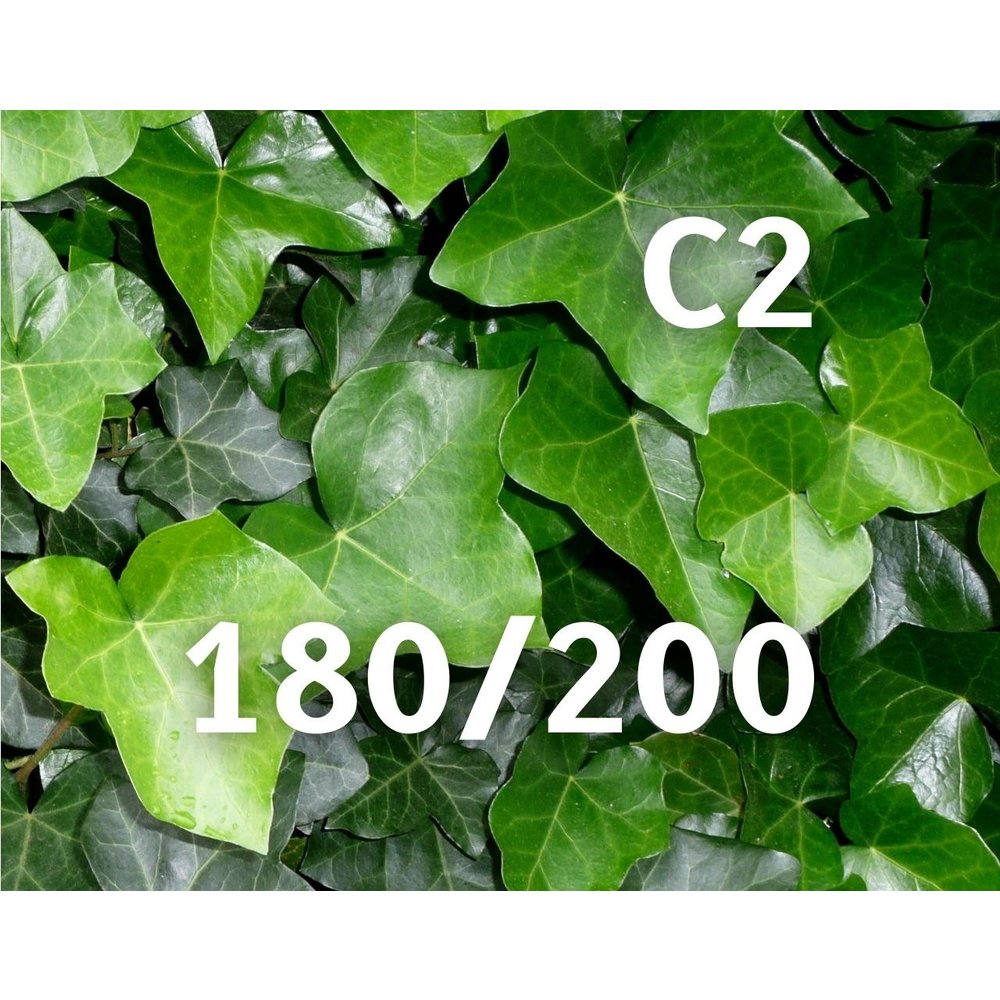 Hedera hibernica 175/200 kopen | Gewone klimop