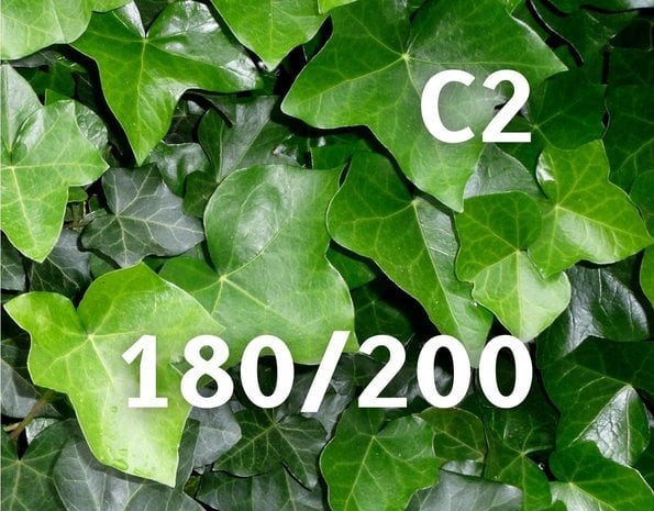 Mijnhedera Klimop Hedera Hibernica 180-200cm hoog  C2 potmaat