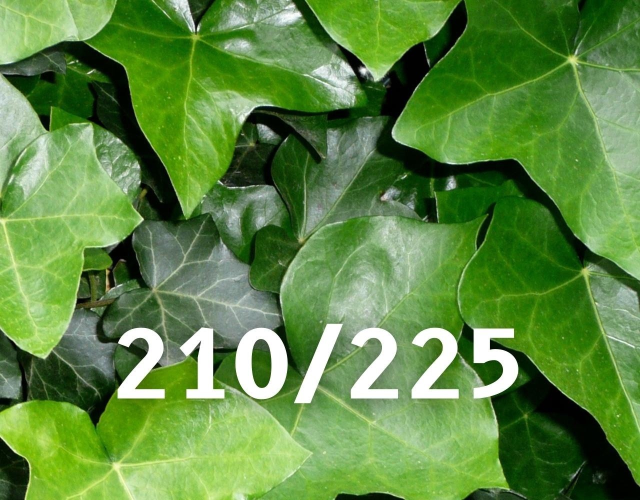 Klimop-Hedera hibernica 210-225cm hoog