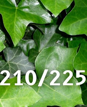 Klimop-Hedera hibernica 210-225cm