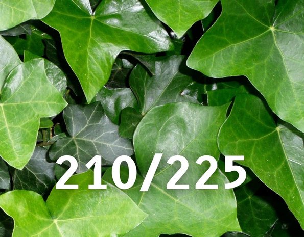 Klimop-Hedera hibernica 210-225cm hoog