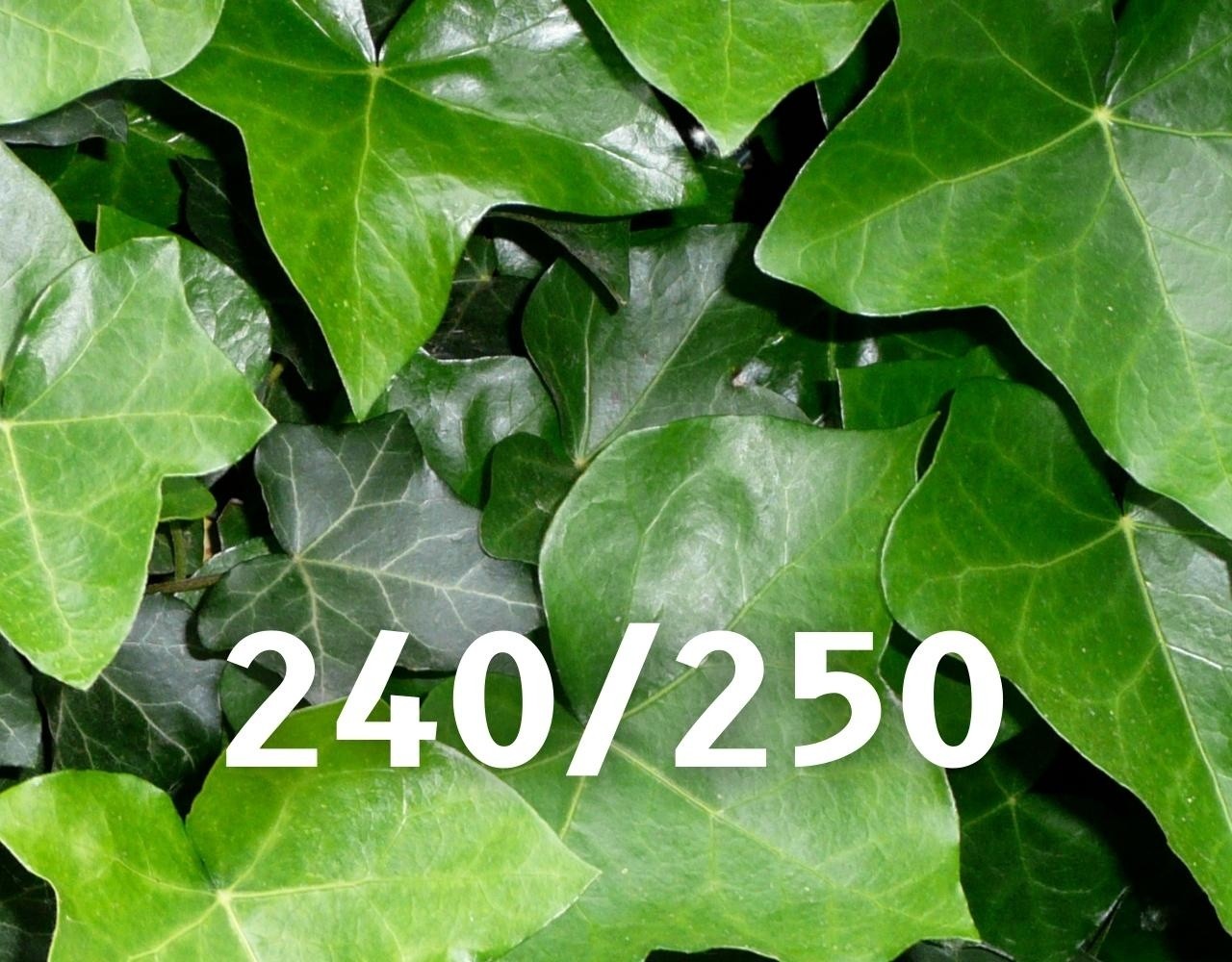 Mijnhedera Klimop-Hedera hibernica 240-250cm hoog