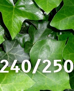 Mijnhedera Klimop-Hedera hibernica 240-250cm